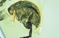 琥珀中昆虫的传粉史提前了5000万年
