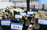 广州海关成功查获濒危野生动植物及其制品，包括象牙、豹皮和穿山甲片