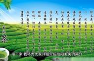 信阳毛尖：中国著名绿茶的典范