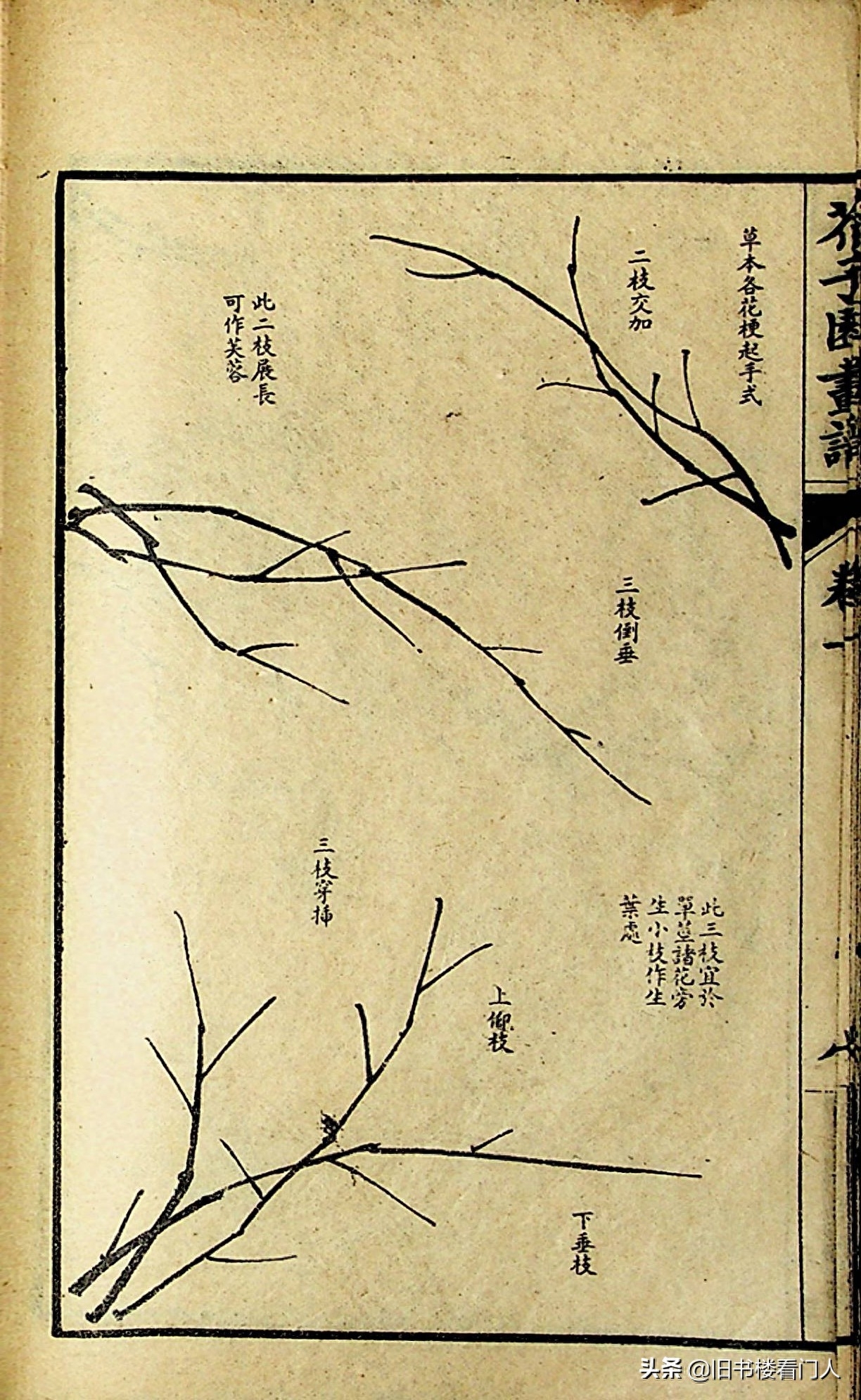 艺术类学画必修之书－《芥子园画谱·草虫花卉谱》