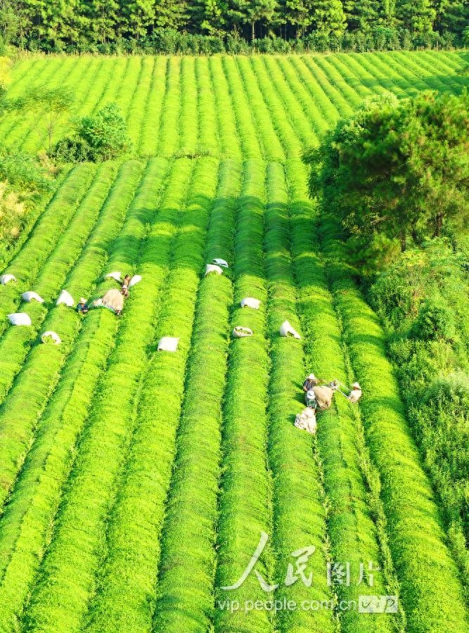 江西泰和：秋茶开采