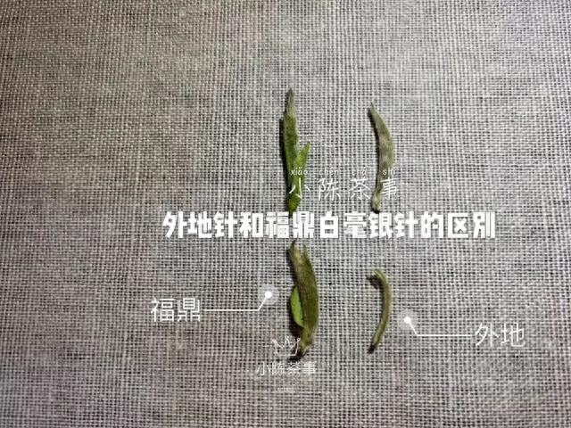 图文解读，五大角度，教你分辨外省白毫银针和福鼎白毫银针区别！