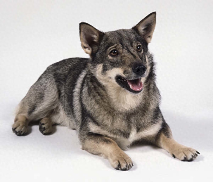 宠物图集：瑞典柯基犬
