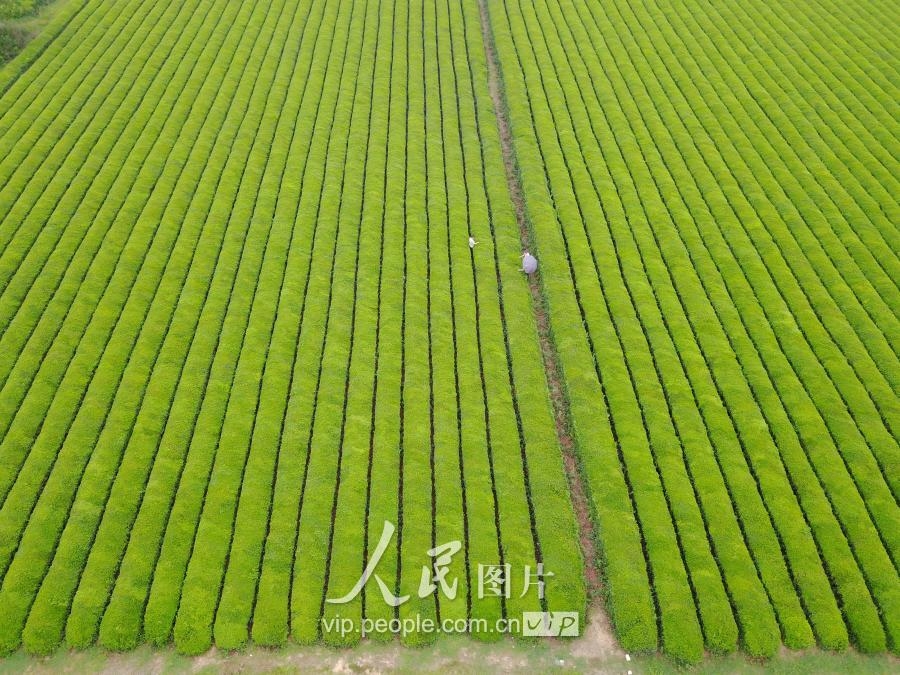 江西泰和：秋茶开摘